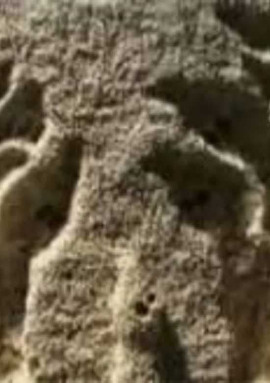 Bollogi Iyagi